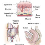 what is fascia