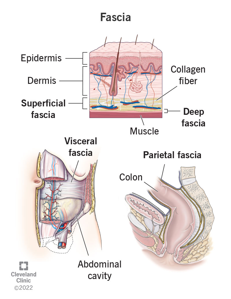 what is fascia