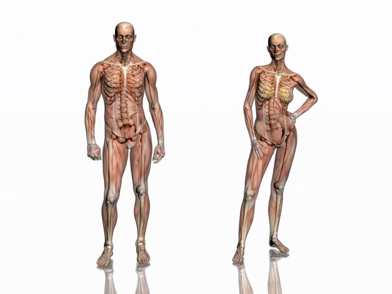 7 Fascinating Differences in Male and Female Anatomy Explained