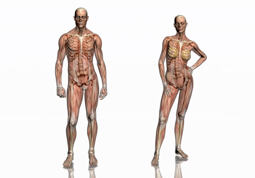 7 Fascinating Differences in Male and Female Anatomy Explained